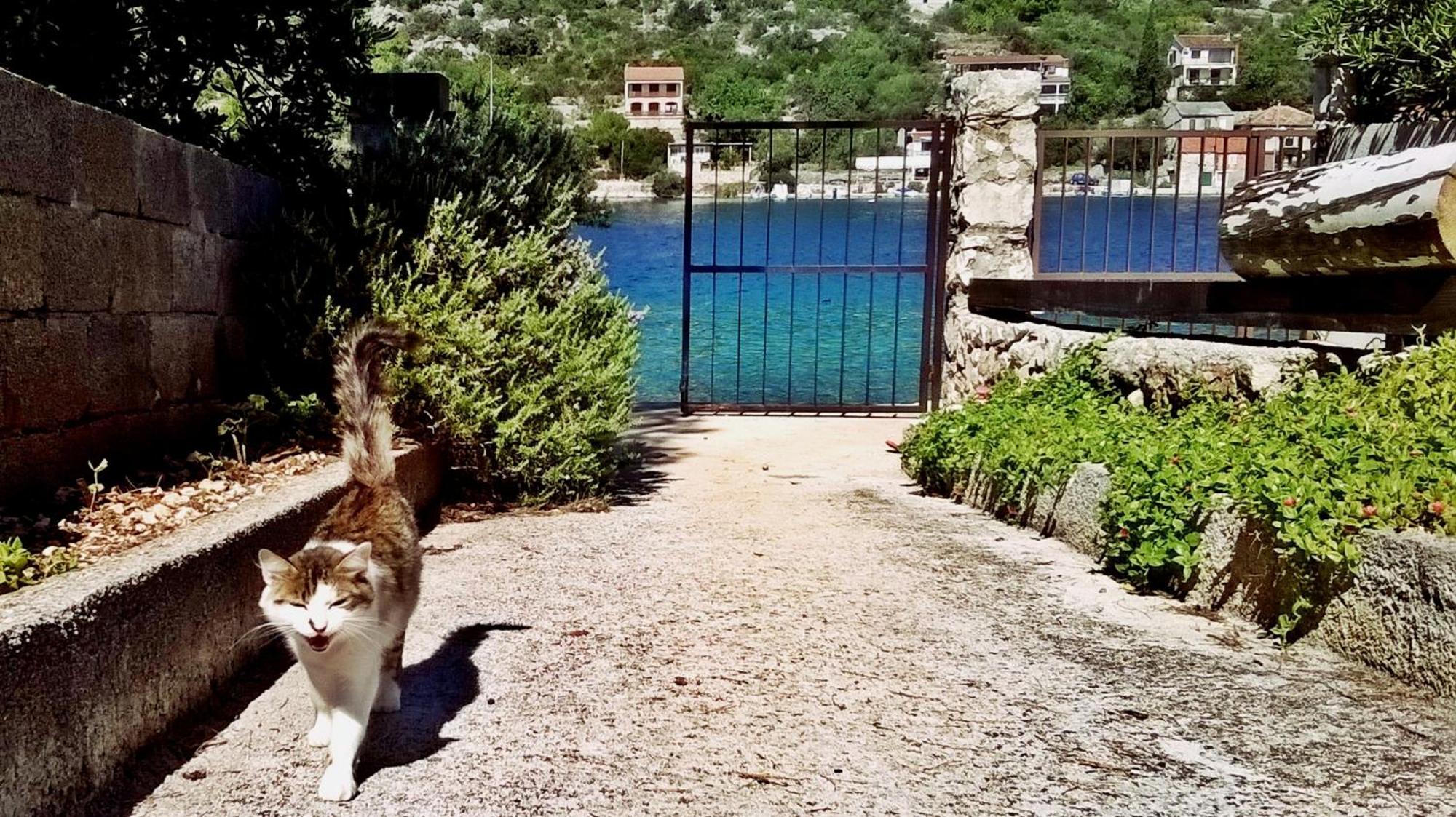 Apartmani Conar Veliki Drvenik Buitenkant foto